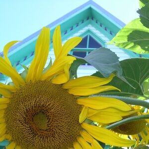 Meet your Posher, MegiSue